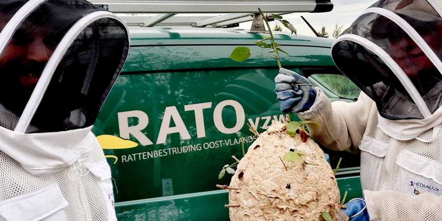 RATO aziatische hoornaar RATO aziatische hoornaar