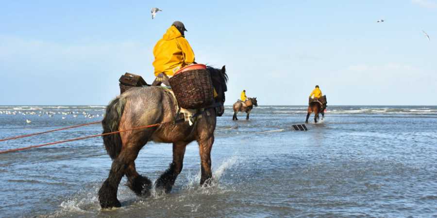 Tips4Trips Koksijde Tips4Trips Koksijde