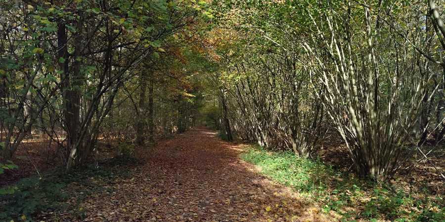Bellebargiebos Waarschoot LIevegem Bellebargiebos Waarschoot LIevegem